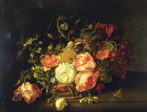 Flores e Insectos, 1711